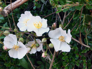 Obraz premium close up of a wild white rose flowers with a background of green leaves in a hedgerow
