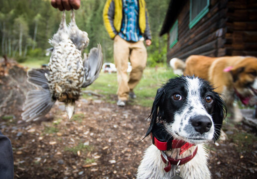 Hunting dog with wild game bird outdoors