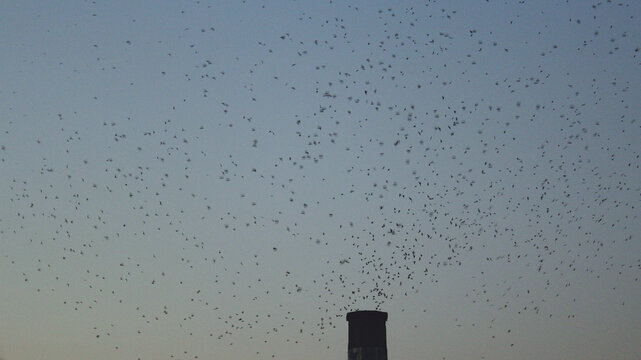 swifts before they fall