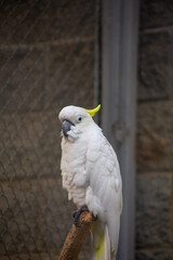 portrait of a white parrot