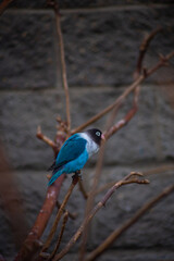 Fototapeta premium blue jay on the branch