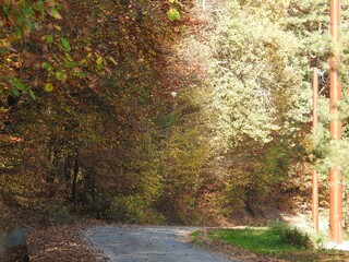 Road near autumn forest