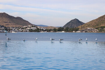 Bodrum mountain landscape and seagulls