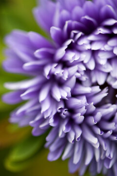 purple callistephus or aster flower in close up