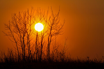 Beautiful sunset with trees silhouette