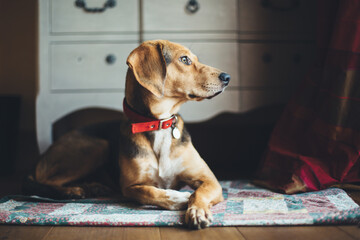 Bloodhound dog looks at something outside the house while laying on her carpet
