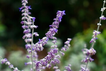 lavender flowers in the garden