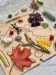 On a cardboard box, silhouettes of natural material are drawn, a Children's game for attention,