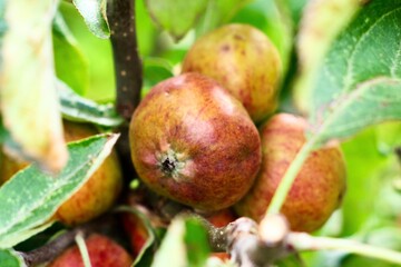 apples on a branch