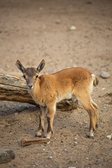 young goat on the ground
