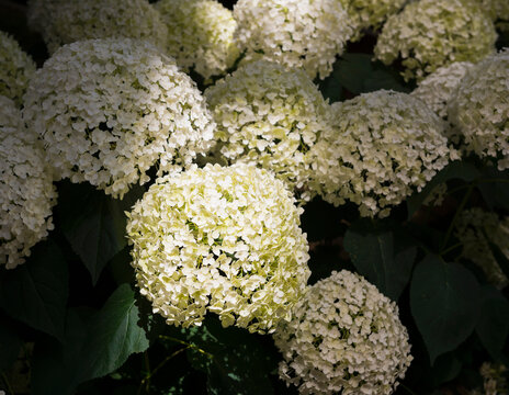 White hydrangea and green leaves in shadow
