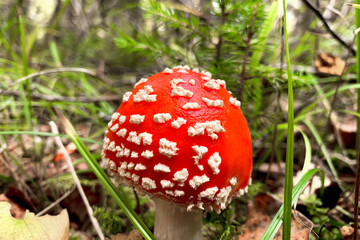 Young mushroom Amanita close-up, side view. On a blurred background of green grass and dry foliage. Poster, poster, postcard.