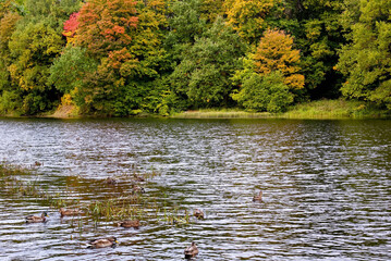 Floating ducks in the lake against the background of an autumn forest with colorful trees