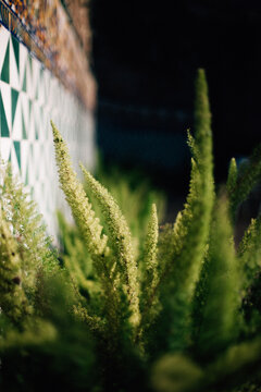 Plant in a park