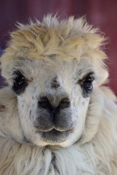 Portrait of a tame llama with beautiful black eyes and beautiful brown hair on her head