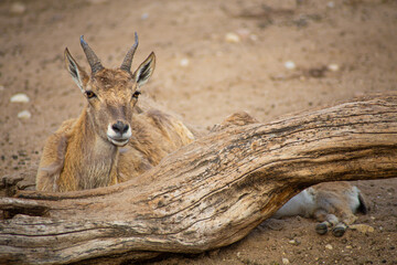 mountain goat on the rocks