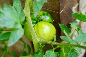 green tomatoes on the vine