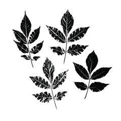 Set imprint of a natural branch with leaves. Silhouette of a bush branch. Botanical vector illustration. Suitable for design, prints, postcards.
