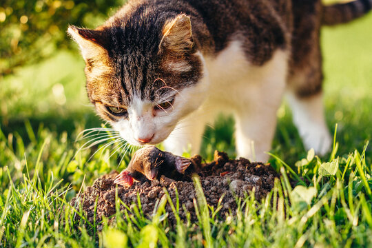 mouldwarp looking out from a molehill with a cat in the back