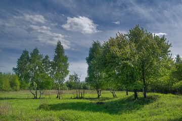 Fototapeta na wymiar Summer landscape green meadow on a background of forest and blue sky.
