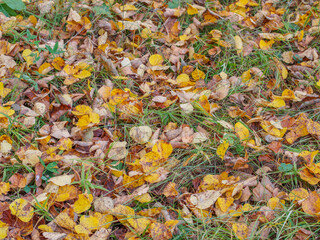 Dead yellow leaves on the green grass, autumn background, selective focus, shallow depth of field