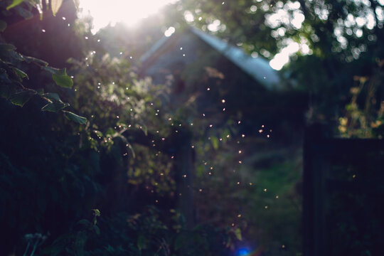 Backlit midges at dusk