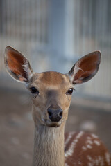 deer in the zoo