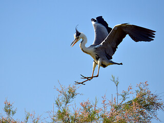 Grey heron (Ardea cinerea) arriving at the top of a tamarix tree in the Camargue is a natural...