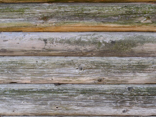 Old log wooden cabin wall, gray wood with moss and mold