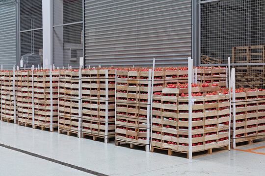 Tomatoes In Crates At Pallets Warehouse