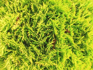 Closeup of Beautiful green christmas leaves of Thuja trees, nature floral background wallpaper, wall shrubs, screensaver. Bright green background for wallpaper and backdrop. Selective focus. 