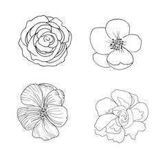 Vector illustration. A set of blooming buds in black and white in hand draw style. Flowers for design creation