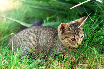 Little kitten sitting in green grass