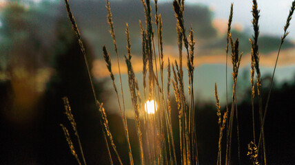 Obraz premium reeds at sunset