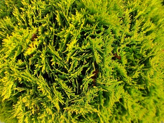 Closeup of Beautiful green christmas leaves of Thuja trees, nature floral background wallpaper, wall shrubs, screensaver. Bright green background for wallpaper and backdrop. Selective focus. 