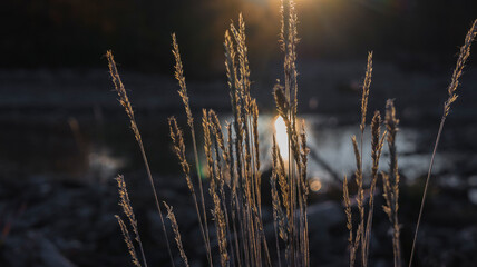 reeds at sunset