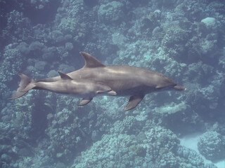Bottlenose dolphins (baby and mother) swimming over the coral reef in the tropical ocean...