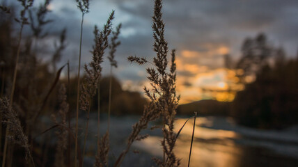 Obraz premium sunset in the field