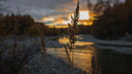reeds at sunset