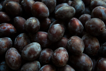Heap of purple juicy plums close up