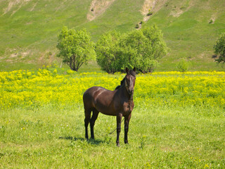 Brown horse grazing on the farm field outdoor