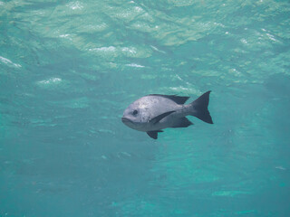 Turquoise water surface with black and white snapper, underwater background, wallpaper