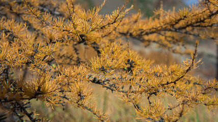 reeds in the morning