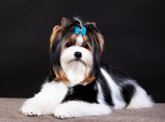 dog Biewer Yorkshire Terrier on black background
