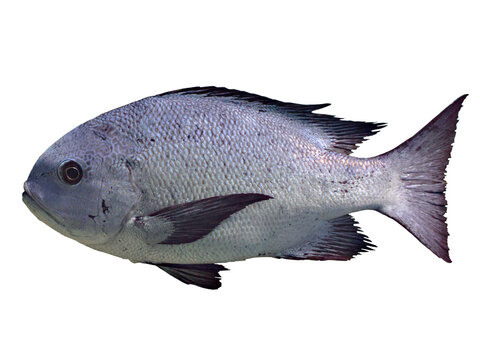 Tropical fish isolated on white background - black and white snapper (Macolor niger)