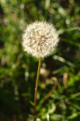 dandelion head