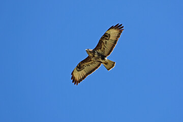 Plakat common buzzard or buteo buteo or poiana raptor close to soaring in flight in Italy