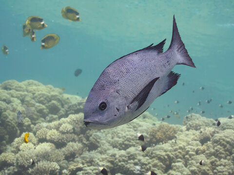 Black and white snapper (Macolor niger) swimming over the coral reef in the sea, closeup