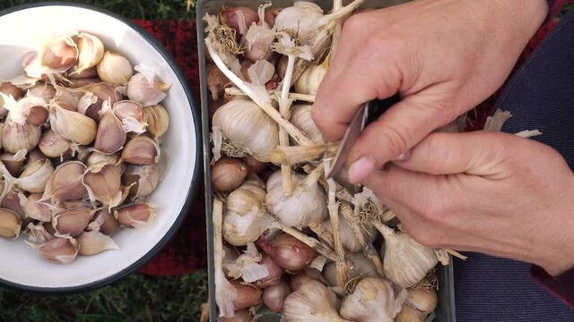 Female hands peeling garlic. Preparing the garlic for planting. Seed processing before planting