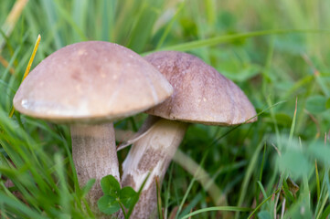 Young boletus mushrooms in green grass, close-up, selective focus. Autumn harvest, gifts of nature.